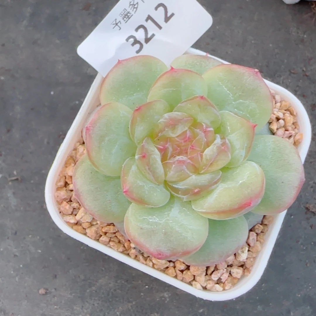 孤品珍妮，3212多肉植物