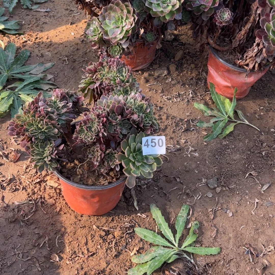 纳嘉綴450不包断枝有瑕疵
