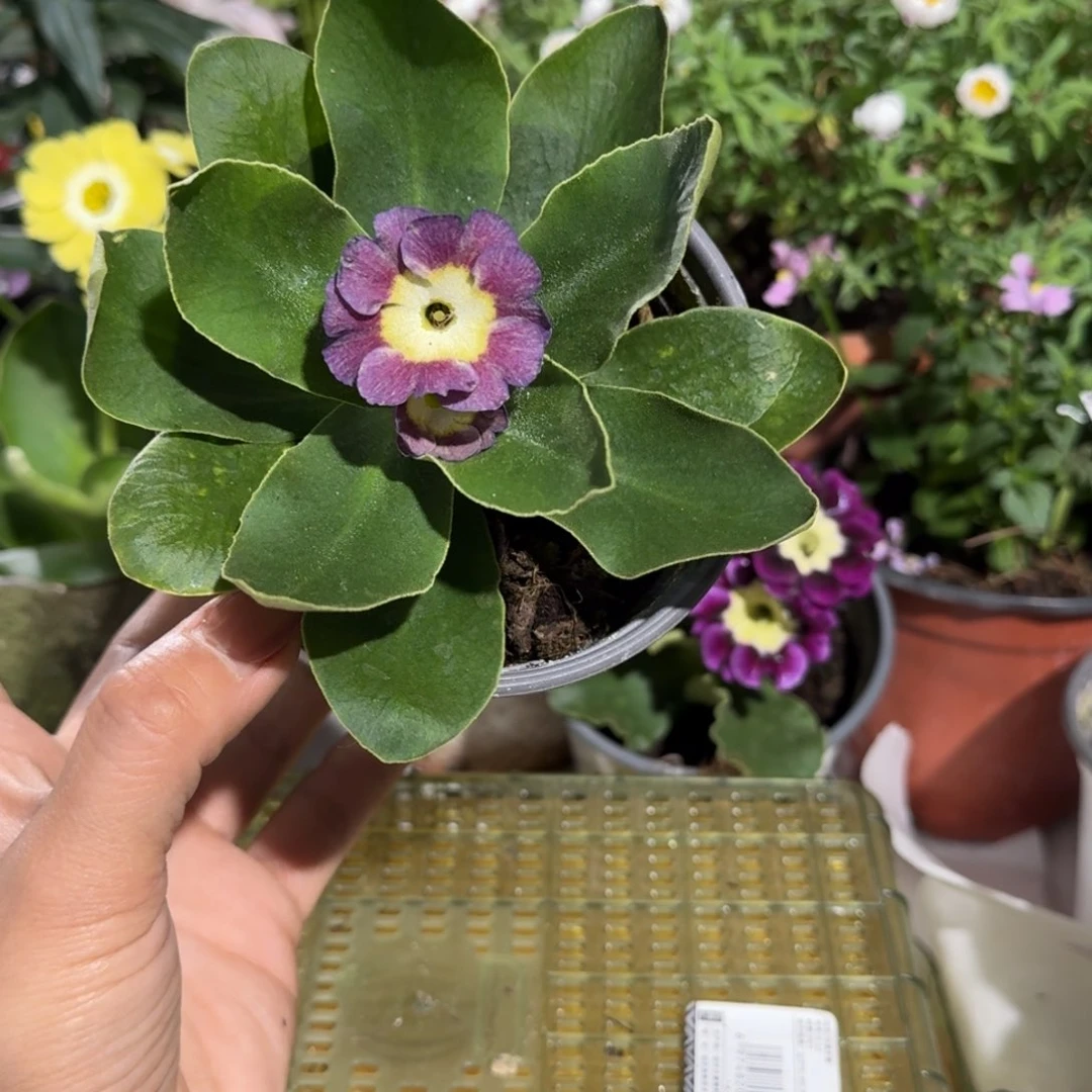 一物一拍耳叶报春A297