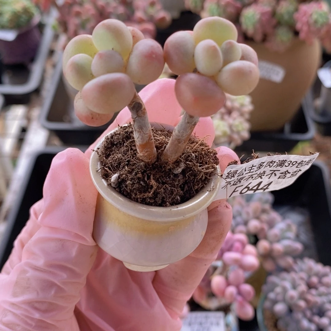 萤火虫4cm644多肉植物带盆