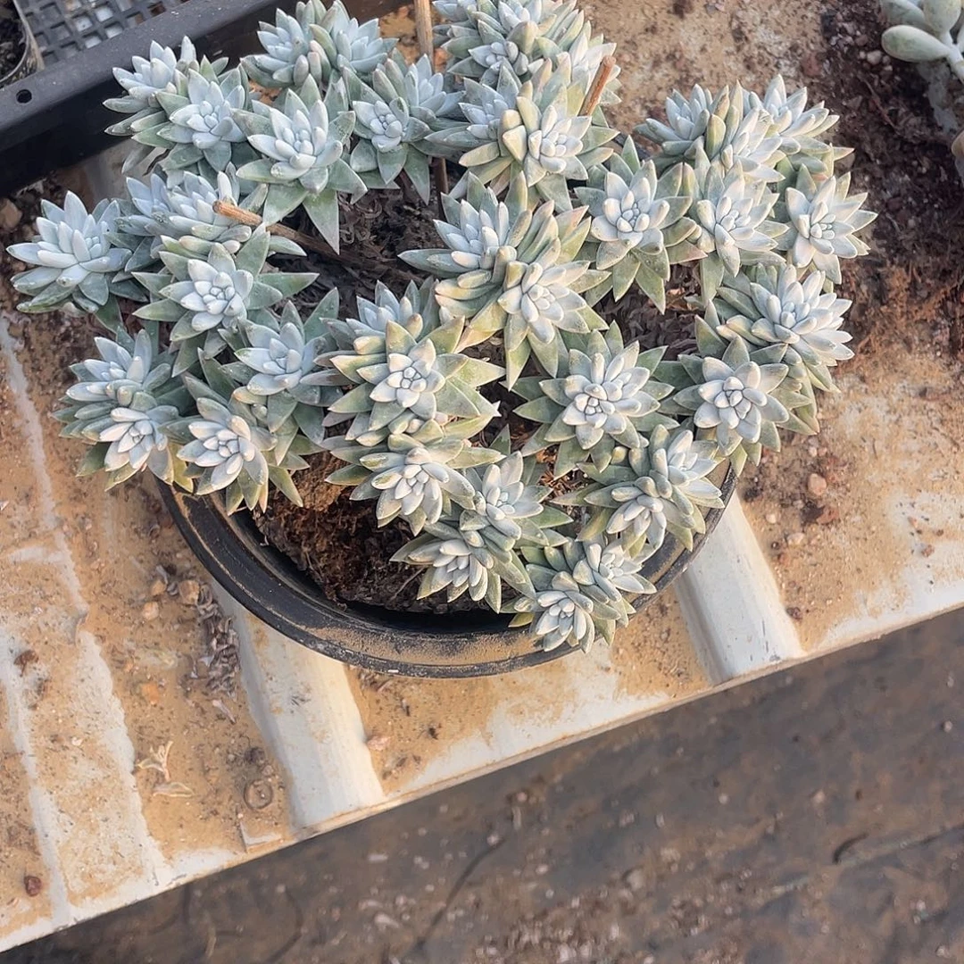 懒***.偏远地区邮费一颗