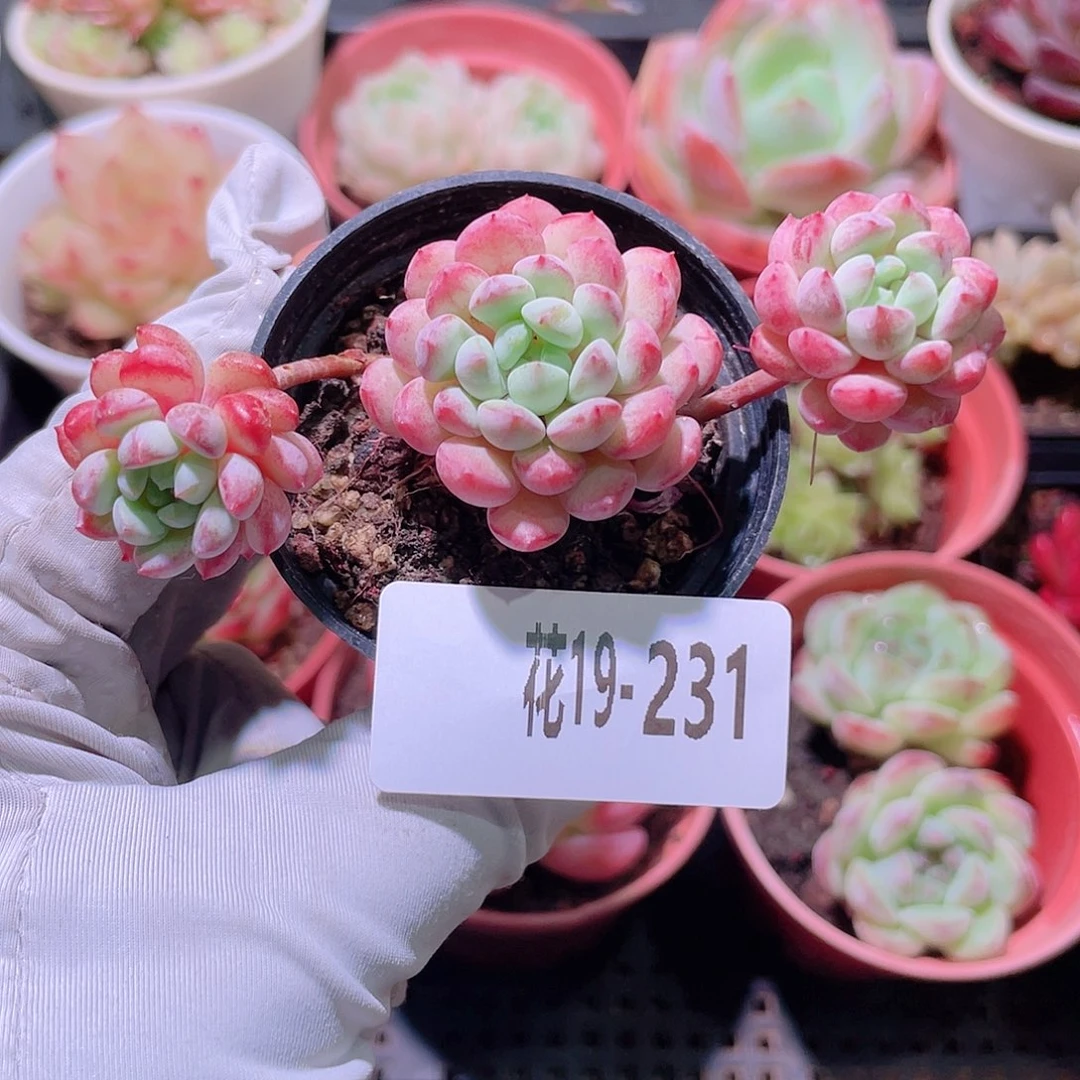 花利美19-231珍珠豆