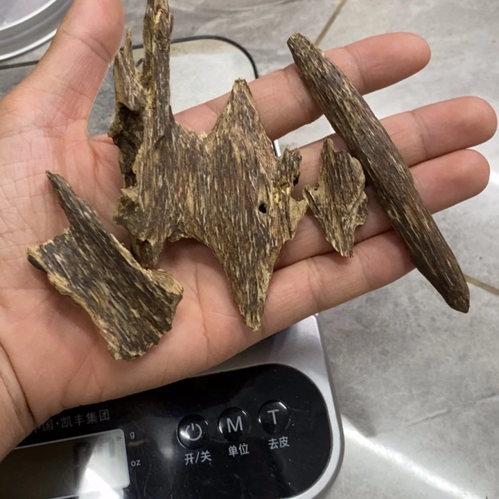 香榧木1***C海南琼海虫漏