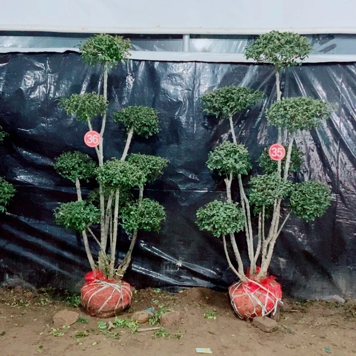 用****0一物一拍一物一拍