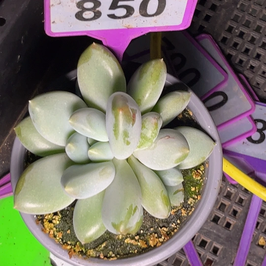 多肉植物胖体哥特850