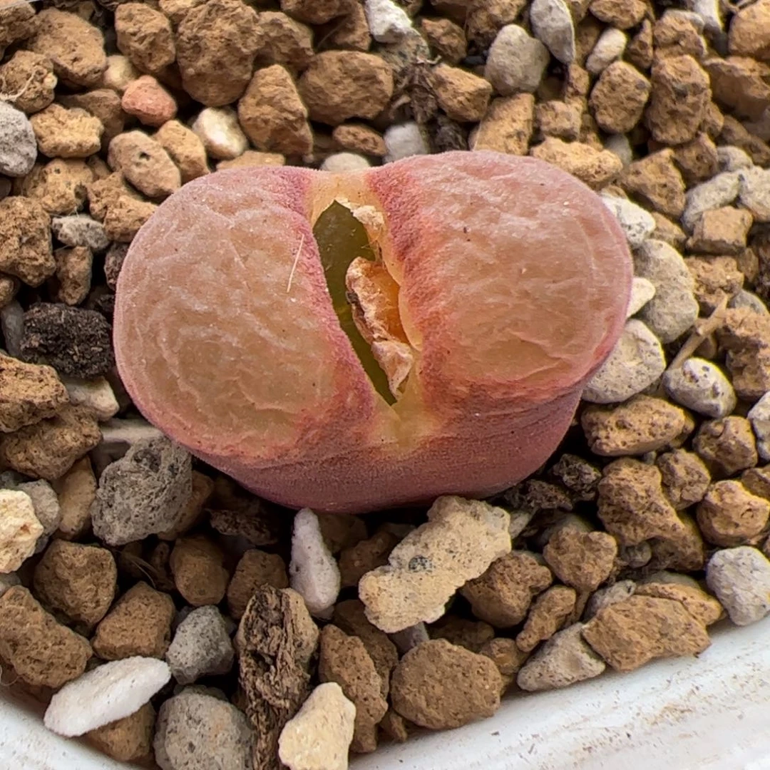 0633号红宝石风铃 多肉植物