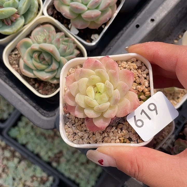 619。 粉魄。