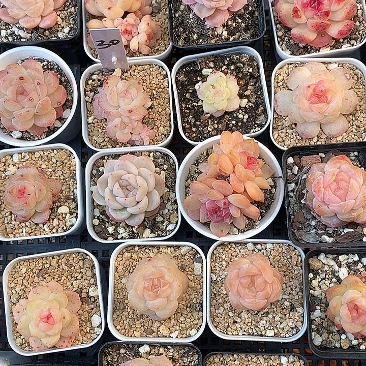 响当当啊这不太合适了