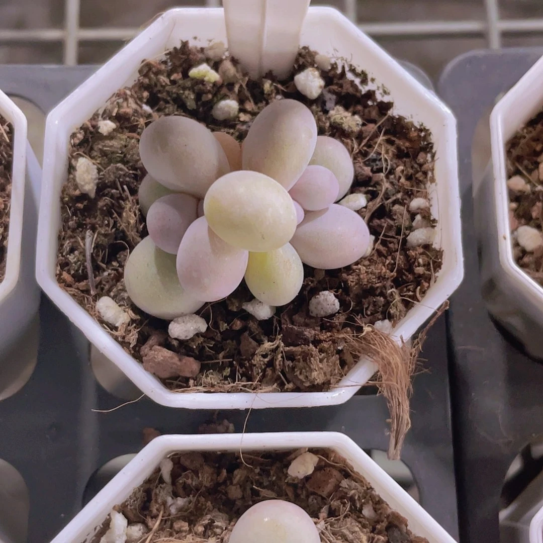 毛***逗奶酪e039一物一拍