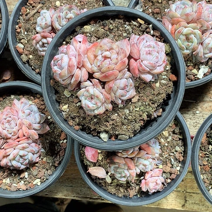 星影多肉植物无砍17