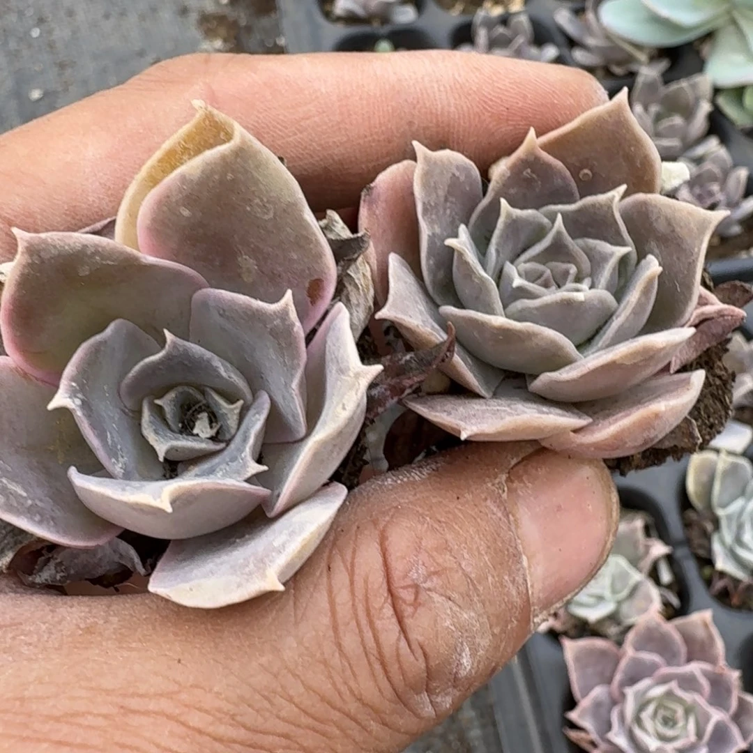 黑夜莲两颗量拍发货28-27左四左五之间