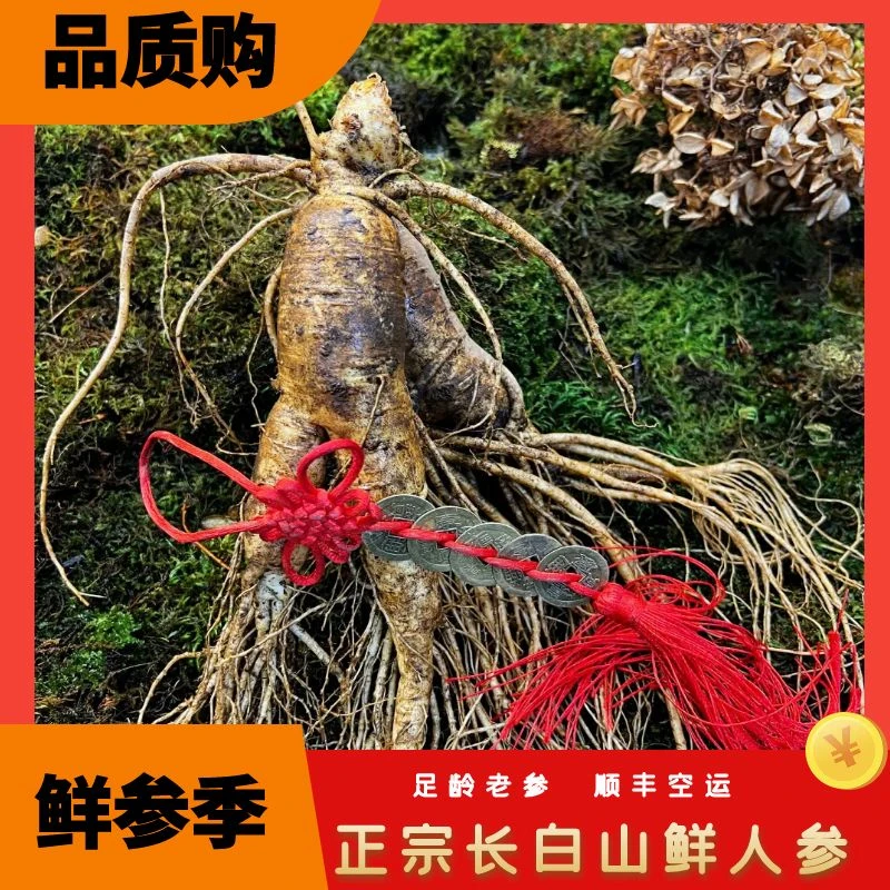 【爆款福利】正宗长白山新鲜人参泡酒专用大参送礼精品老参原产地