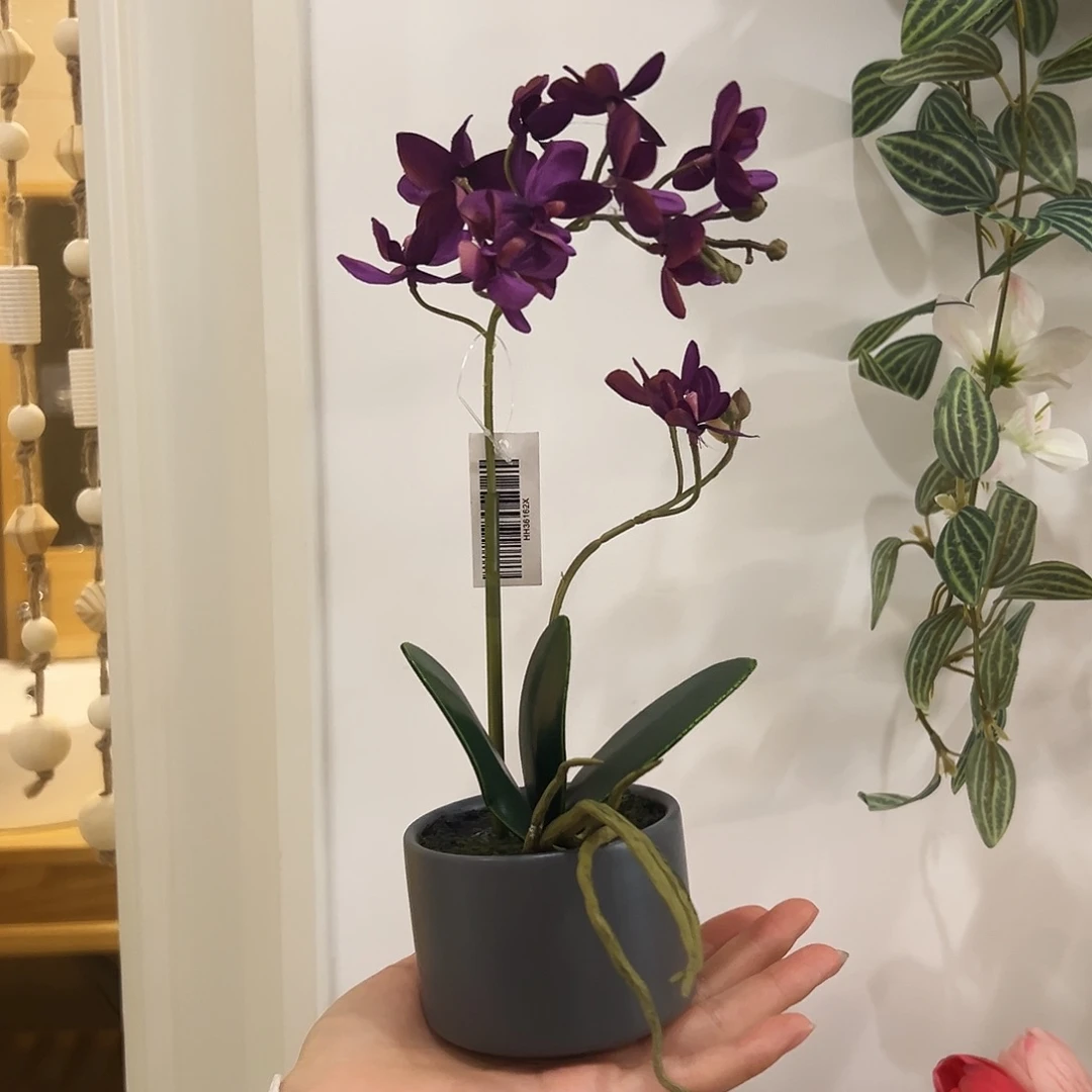 抖音直播的蝴蝶兰盆栽