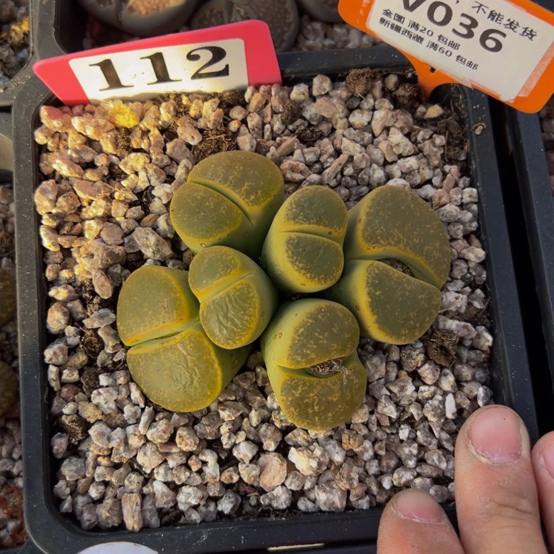 036 一物一拍，默认有伤，介意勿拍，不退不换