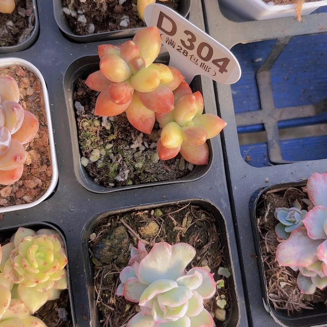 D304金龟子一物一拍