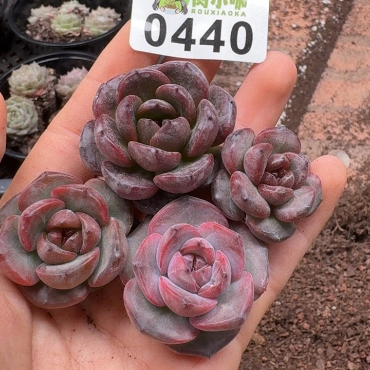 当前无花朵，栽培后可花朵文*多肉植物多肉植物