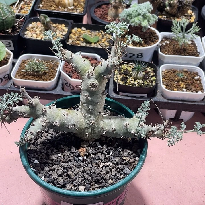469沉香鹿茸杨葵块根
