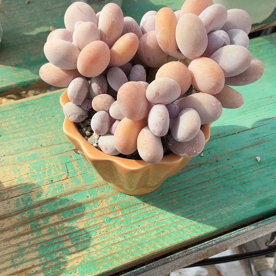 多***多多肉植物的生长发育