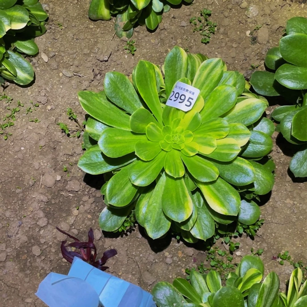 2995五彩琉璃多肉植物