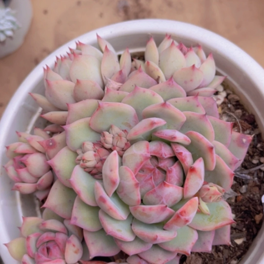 【闪购商品】棱镜16146