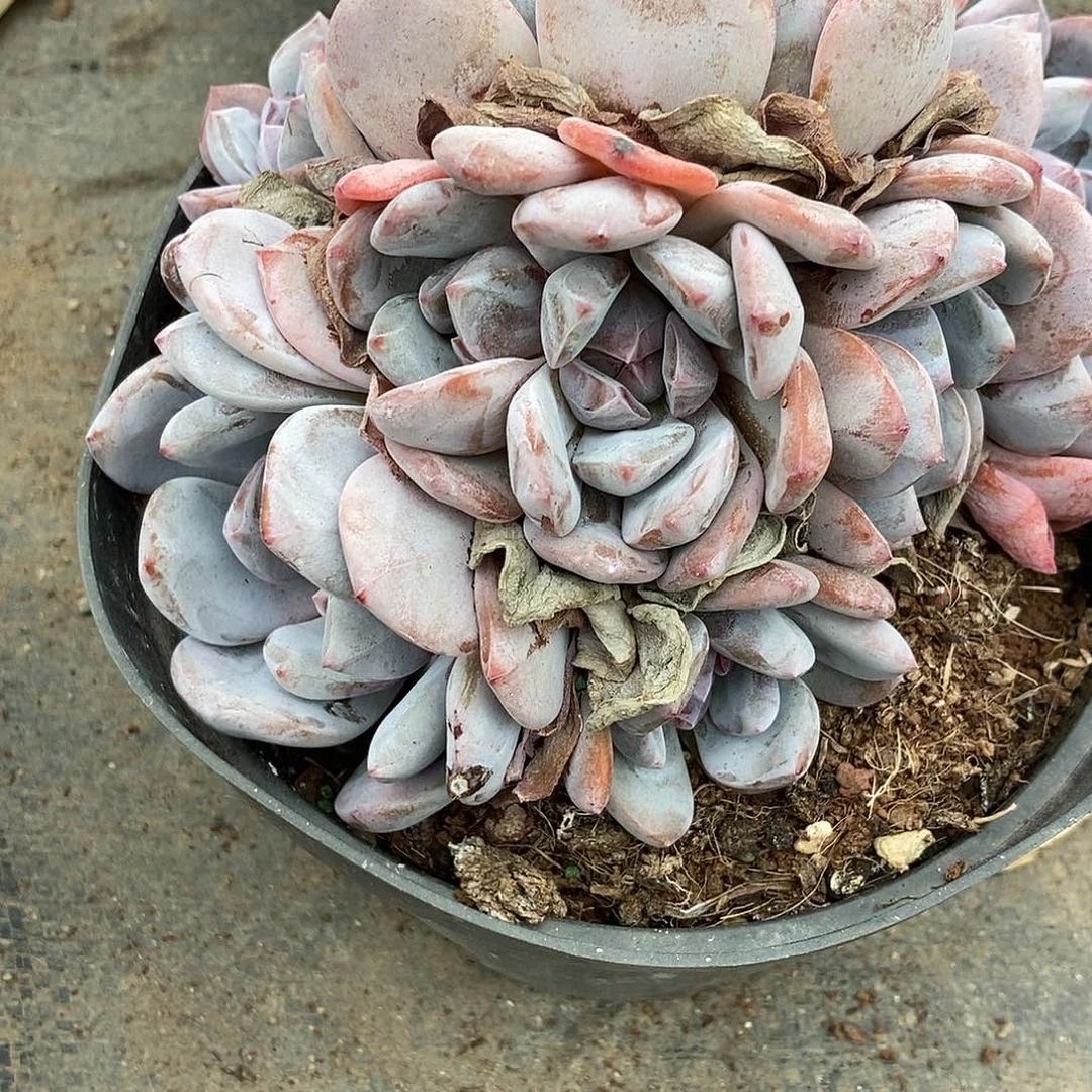 8-79 星影突尼斯一物一拍
