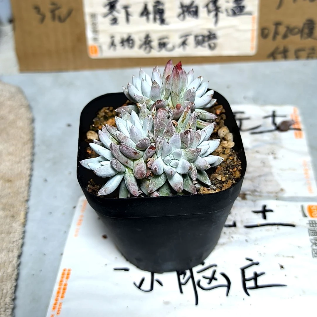 满6元包邮，白菊老庄多头
