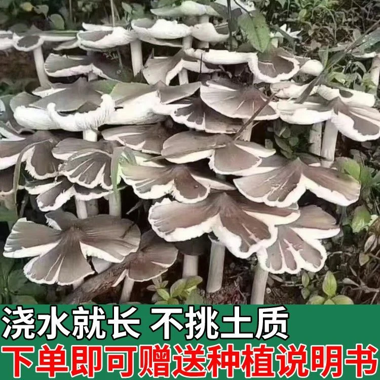 【3706人好评】正宗鸡纵菌新鲜菌种家种菌包伞把菇纯野生菌菇三塔菌