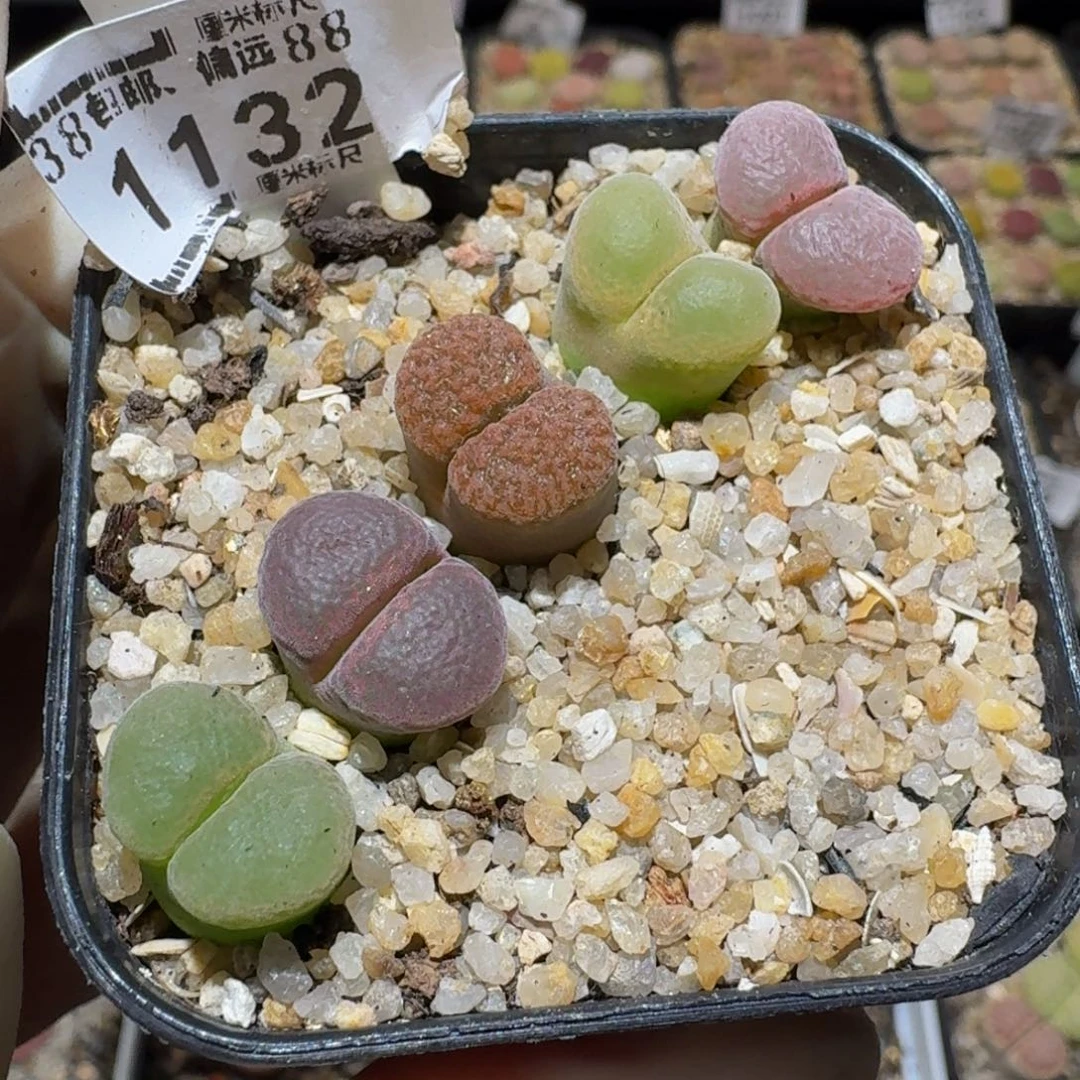 Ssss精品生石花1132