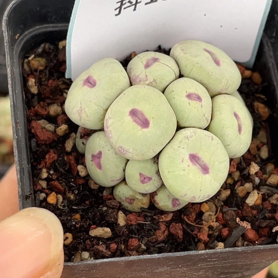 栗***壳15-15肉锥多肉植物