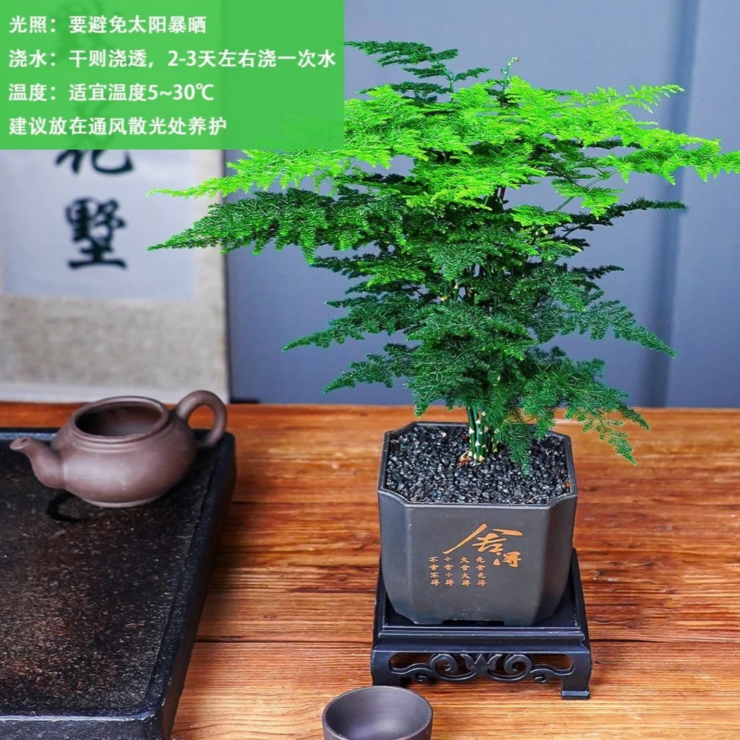 文竹盆栽室内观叶植物夏季驱蚊绿植办公桌客厅小盆栽冬季好养