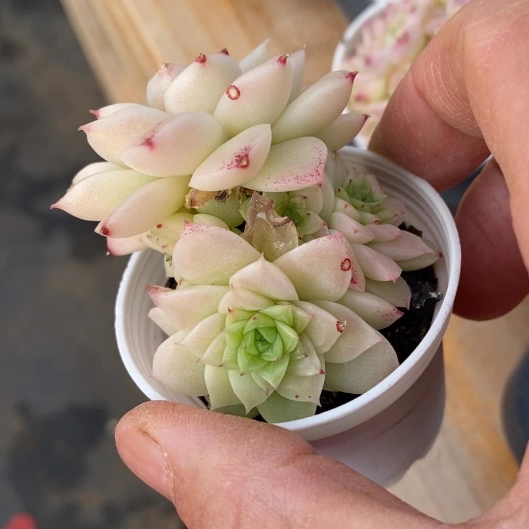 精品多肉一物一拍不包整107