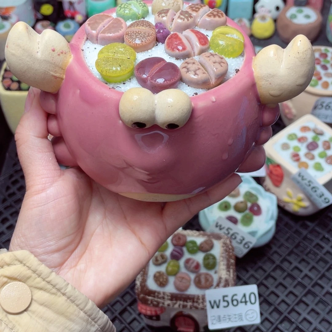 w5641 带盆土发货-零下地区拍保温箱