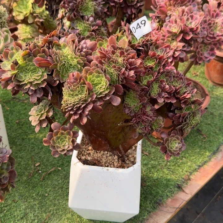 汐***舟欧嘉莉法师锦自然朵朵缀化049