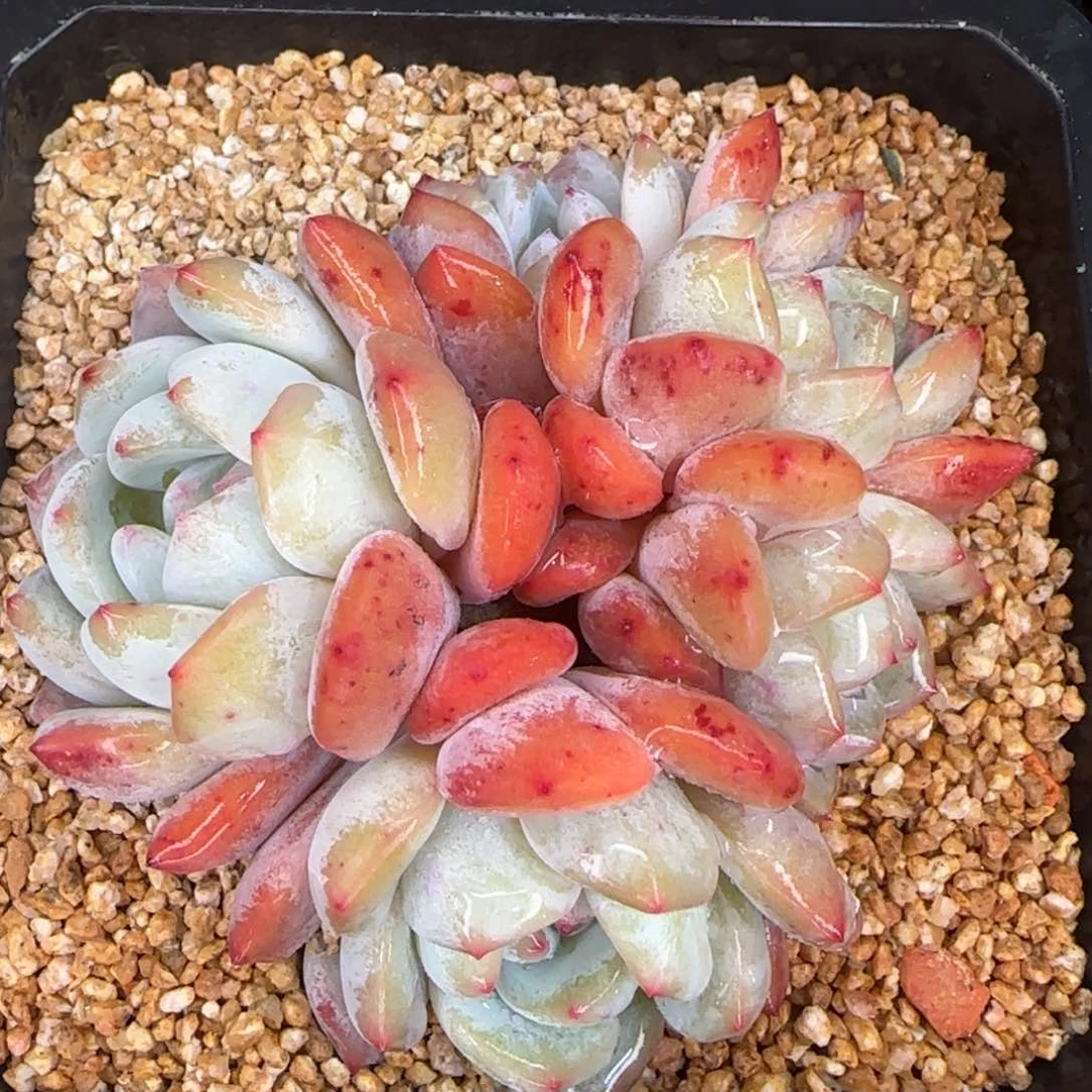 从前慢花园精选多肉群生雪天使