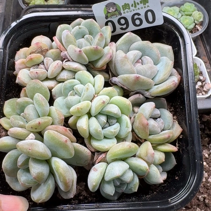多肉植物多肉植物