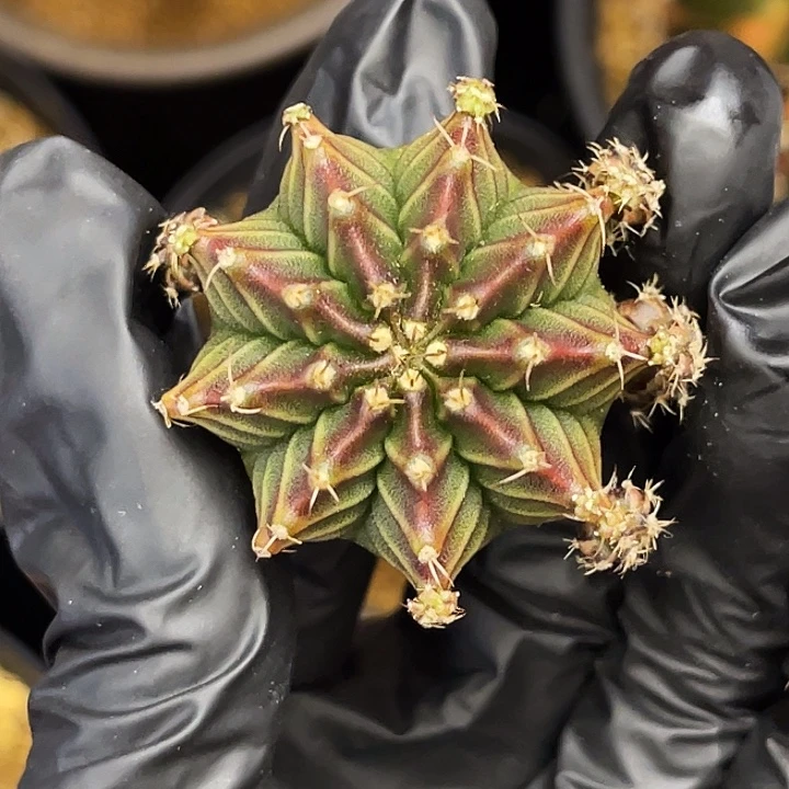 红蜘蛛 一物一拍。