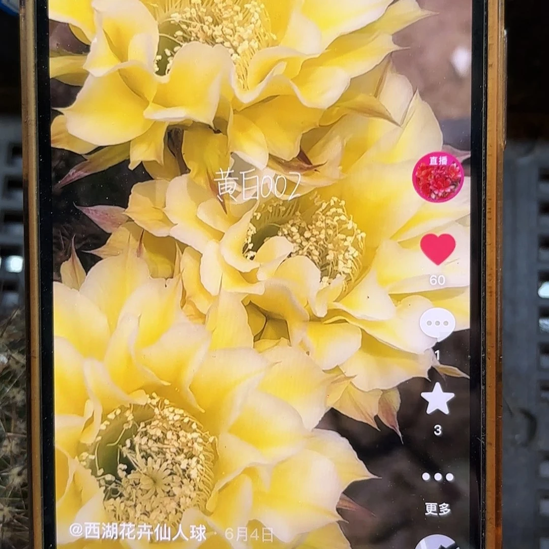 黄白002彩侧牙20包邮37