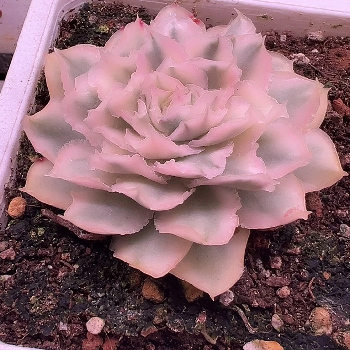 紫蝴蝶锦38包邮多肉