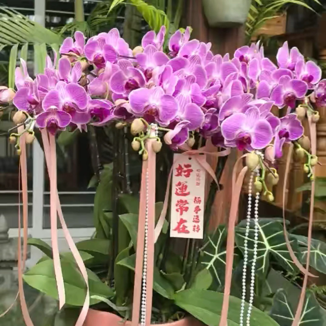 【中秋福利】超值高端大气蝴蝶兰