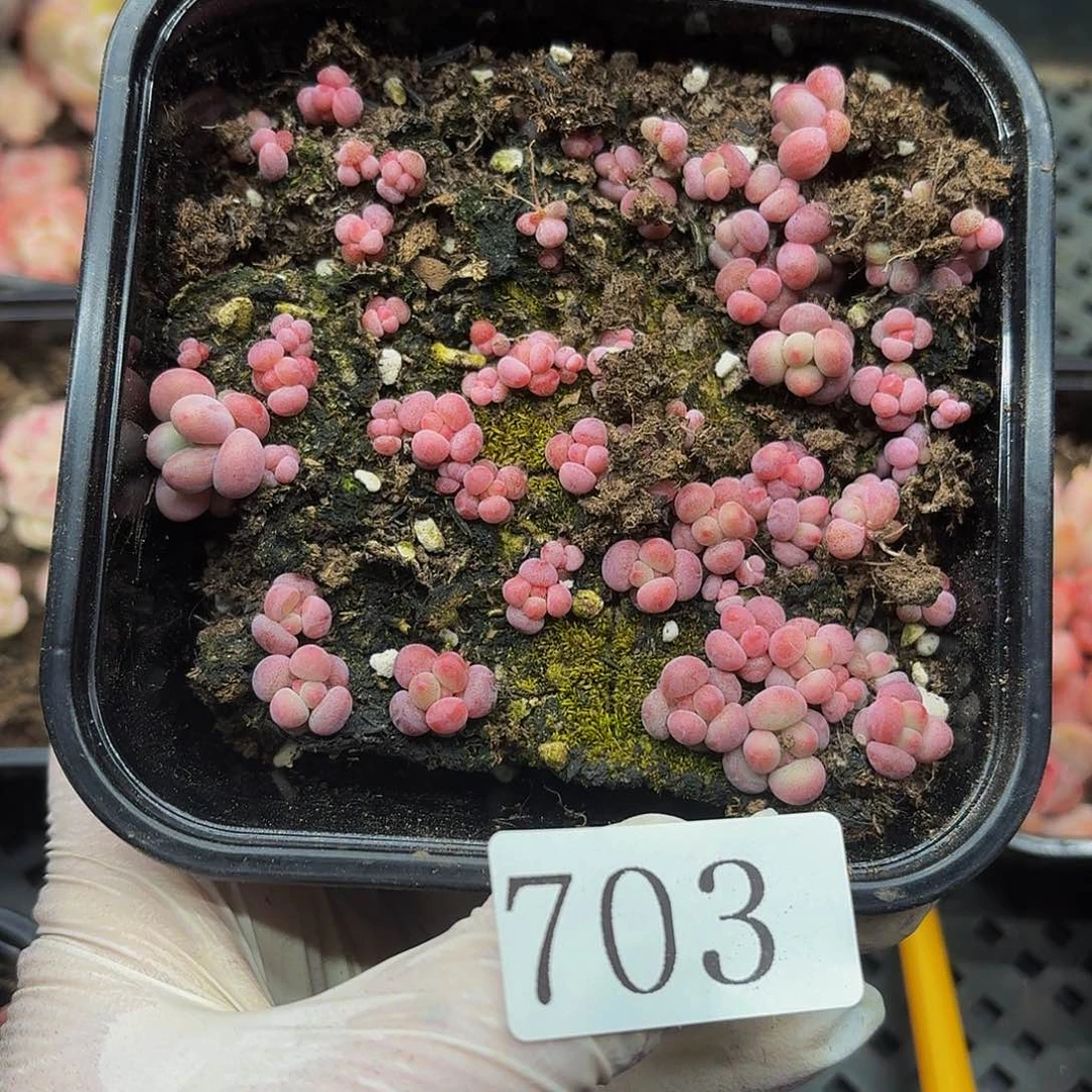 多肉植物多肉植物703