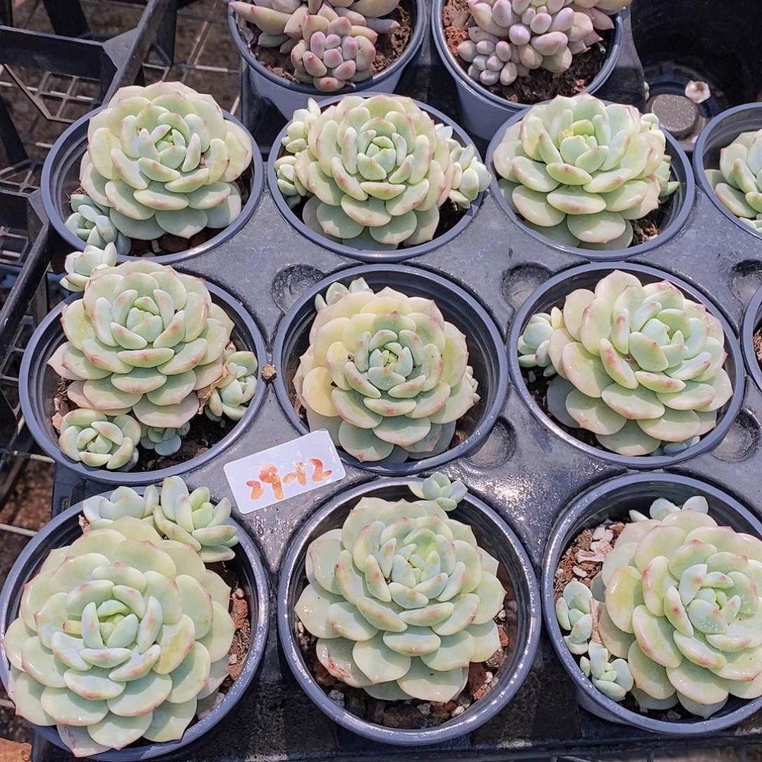 29-12- 香草锦大单头福利一颗 量拍