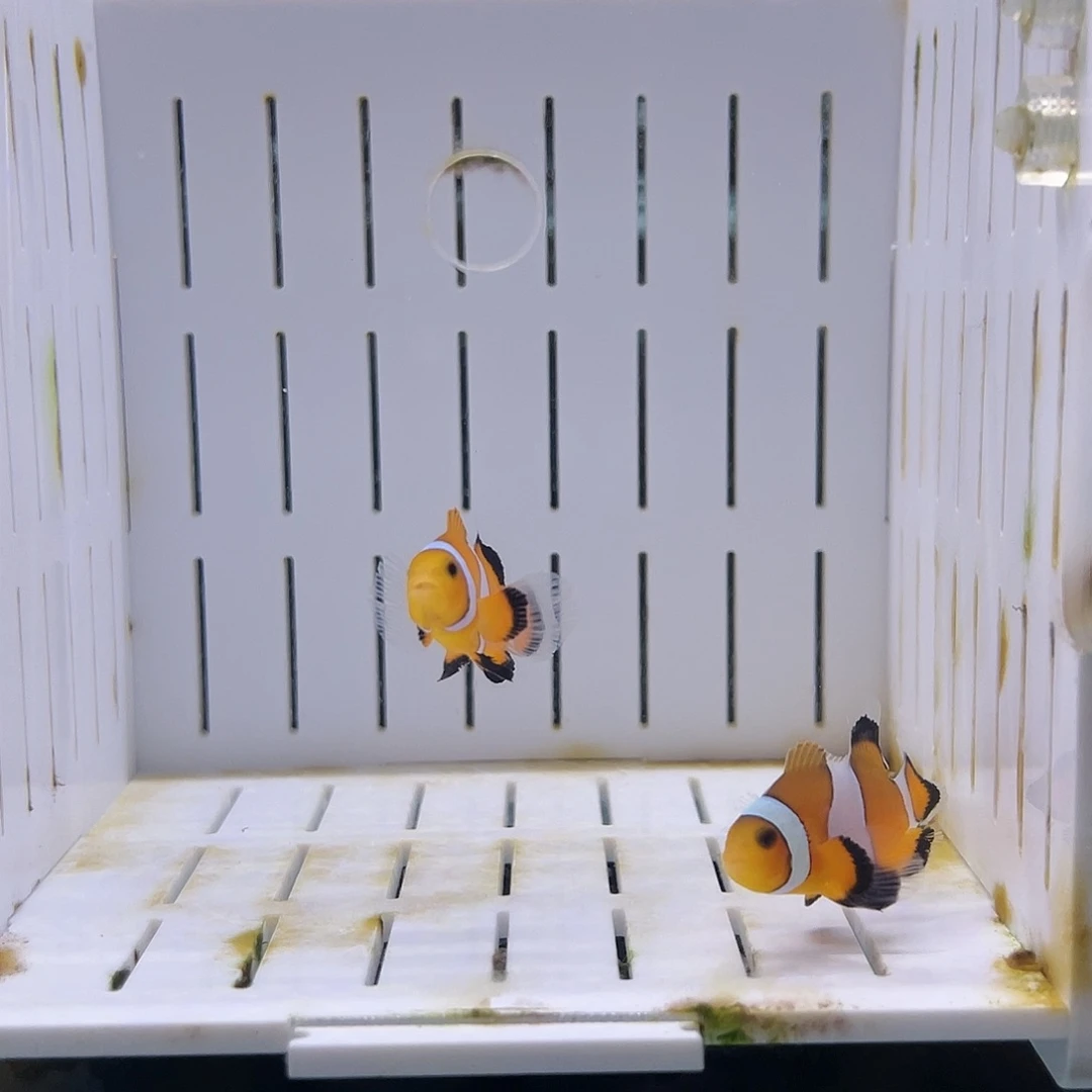 海水鱼公子礼服一对