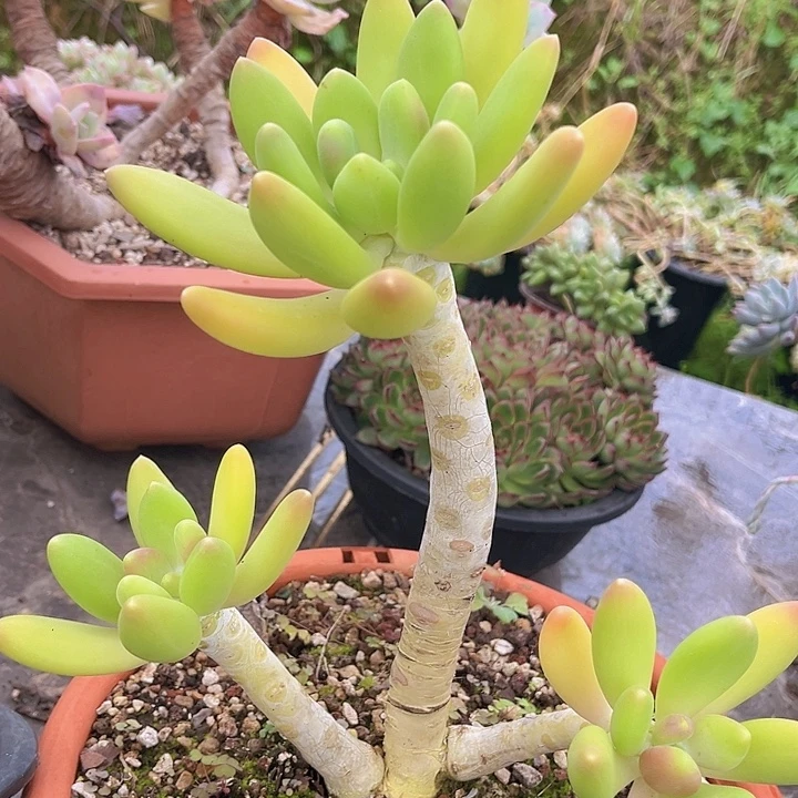 金蝉17190多肉植物