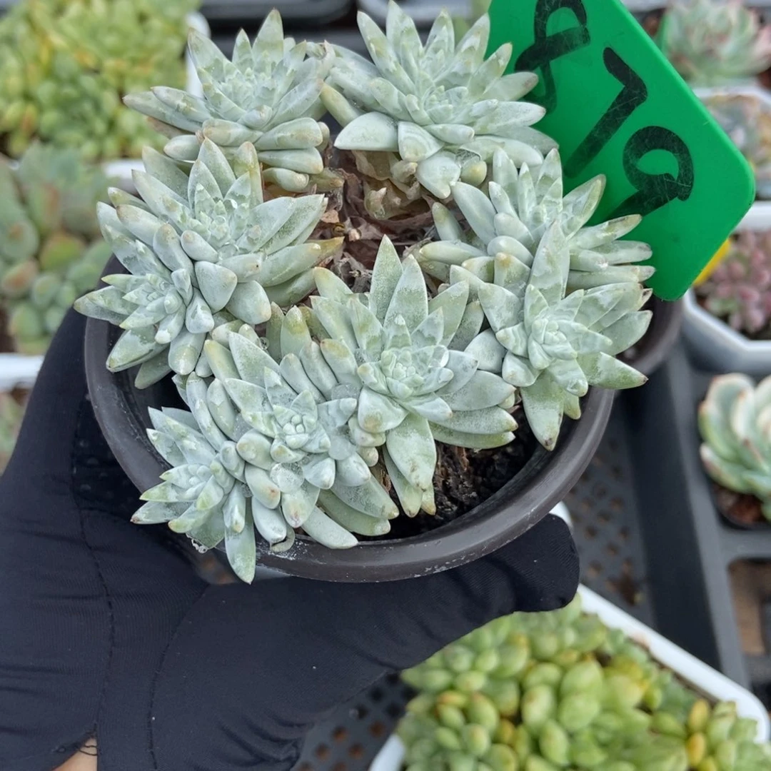 879白菊多肉植物保护