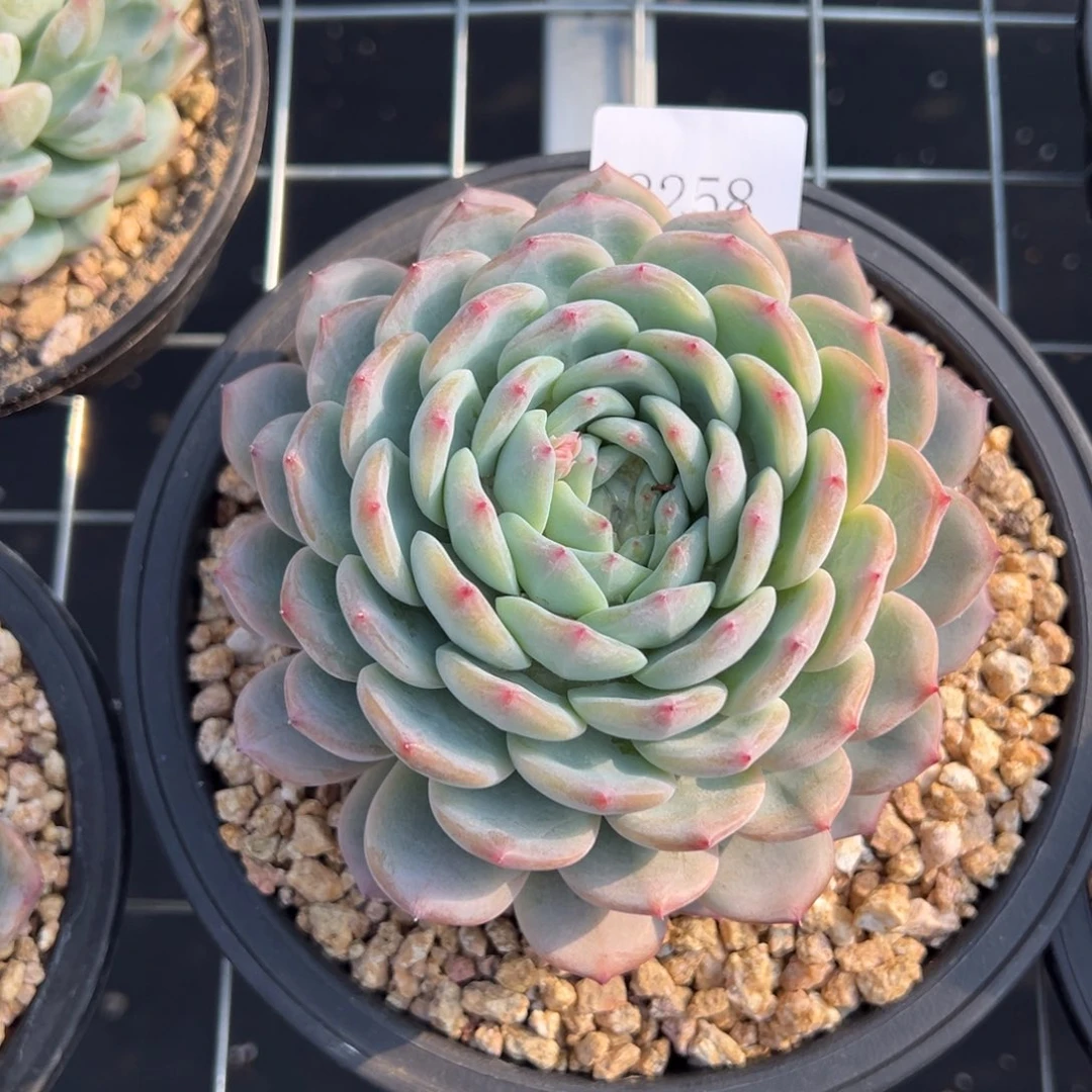 陈*云8258多肉多多多