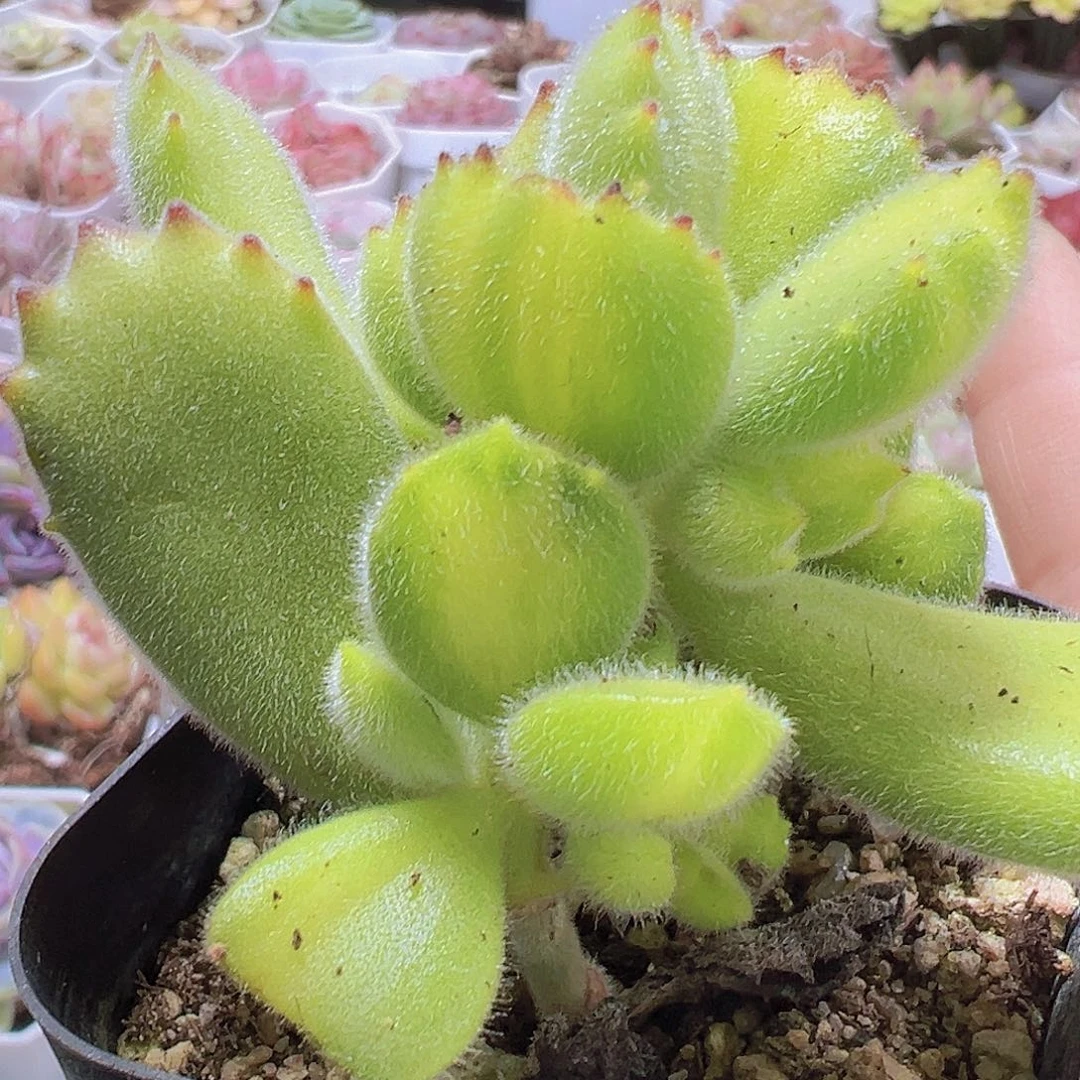 黄熊19包邮多肉植物