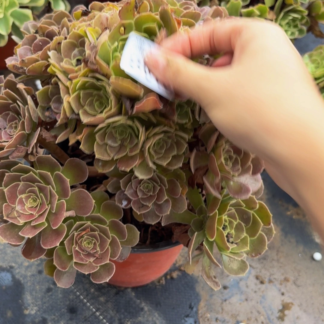 19多肉植物捧花的