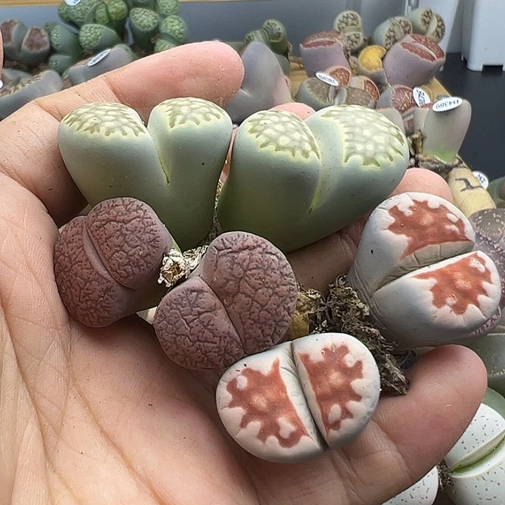 332 长腿有伤清货不售后