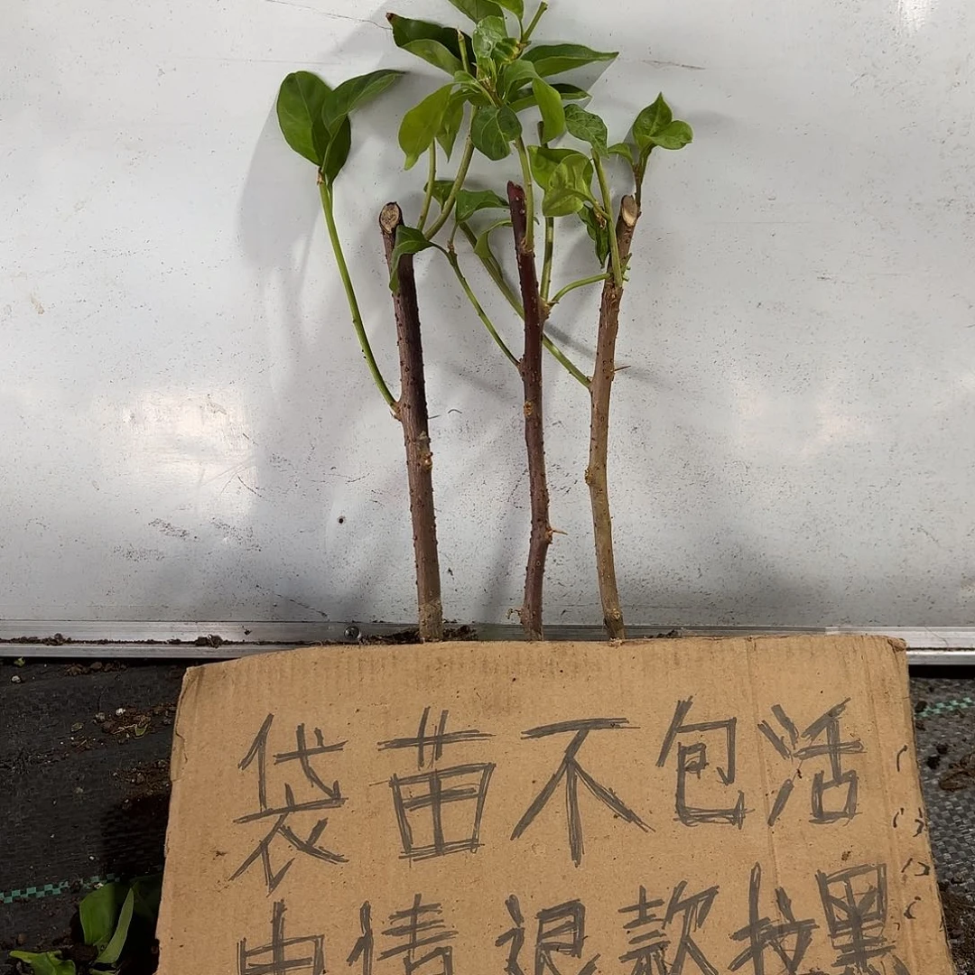 花***，无花朵三颗袋苗盲盒