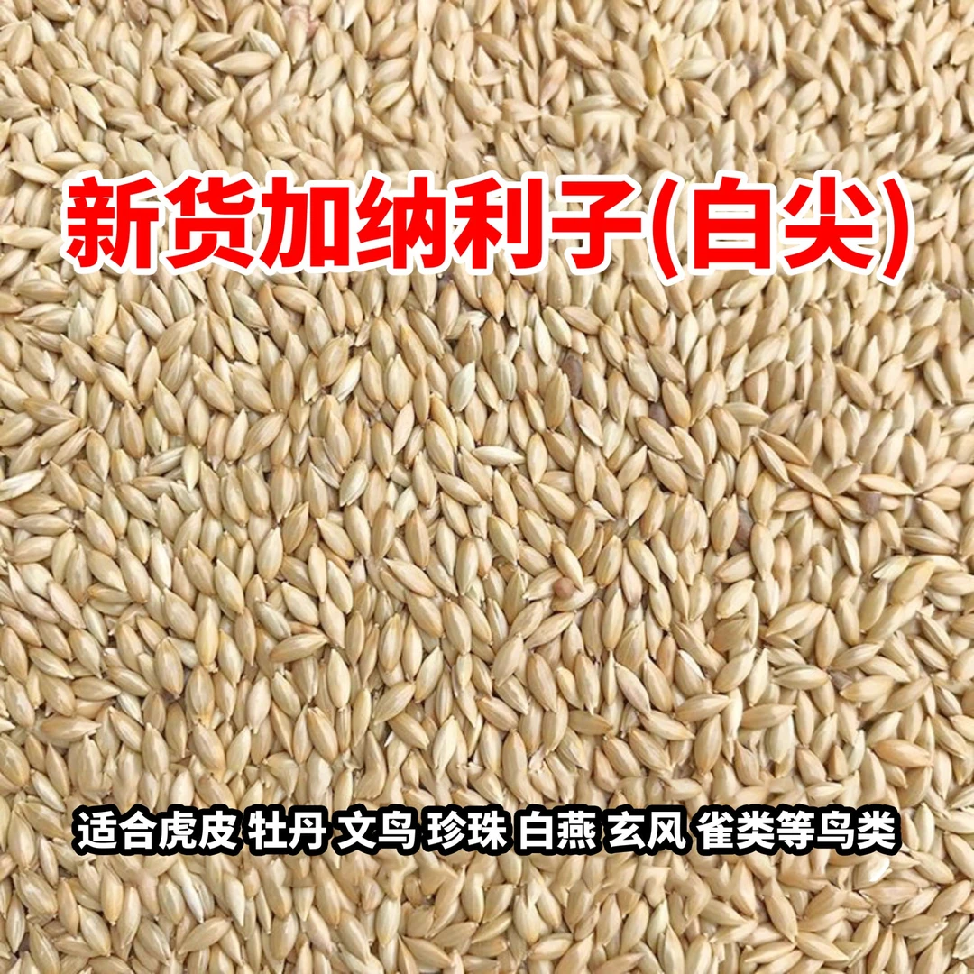 加纳利子新货鹦鹉鸟食油尖粟白尖粟鸟粮虎皮牡丹玄凤文鸟混合粮
